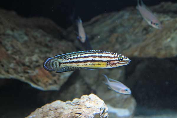 Naskalnik kędzierzawy (Julidochromis ornatus)