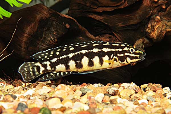 Naskalnik Marliera (Julidochromis marlieri)