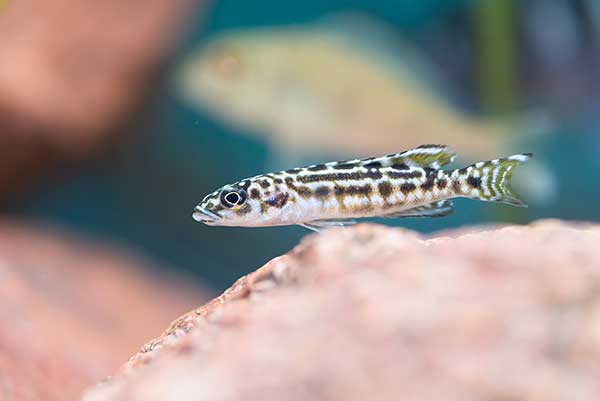 Naskalnik wężogłowy (Julidochromis transcriptus)