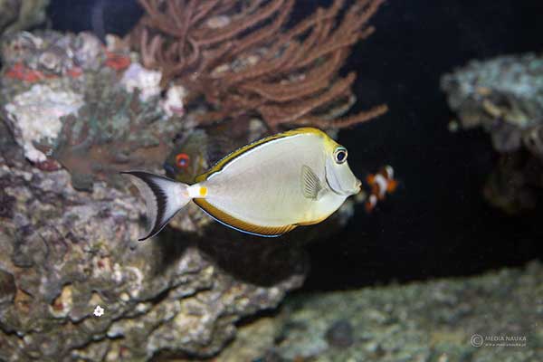 (Naso elegans)