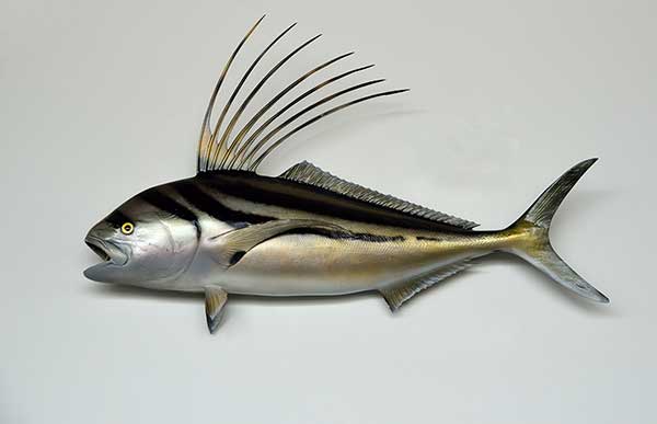 (Nematistius pectoralis)