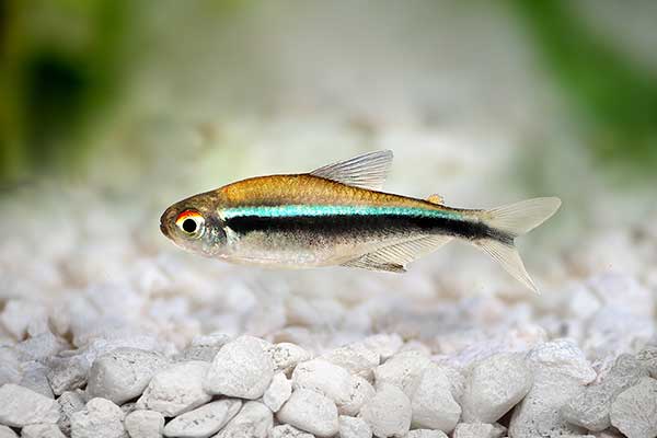 Bystrzyk czarny, bystrzyk Axelroda, neon czarny (Hyphessobrycon herbertaxelrodi)