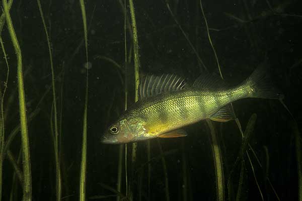 Okoń żółty (Perca flavescens)