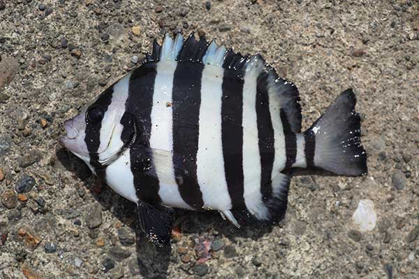 (Oplegnathus insignis)