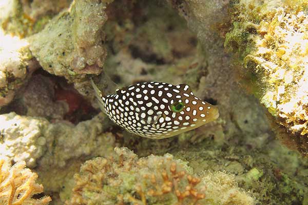 Ostronos hawajski (Canthigaster jactator)