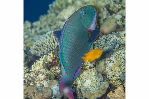 Papugoryba dwubarwna (Cetoscarus bicolor)