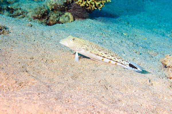 (Parapercis hexophtalma)
