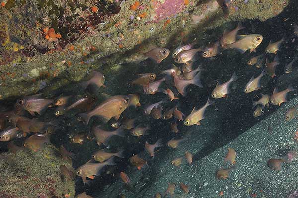 (Pempheris adspersa)