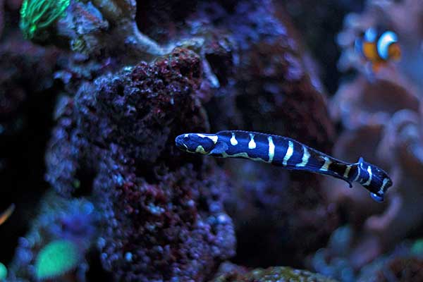 (Pholidichthys leucotaenia)