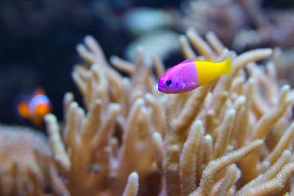 (Pictichromis paccagnellae)