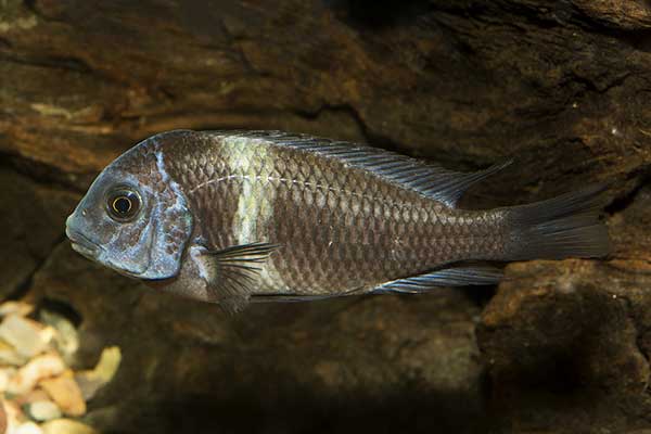 Pielęgnica brabancka Duboisa (Tropheus duboisi)