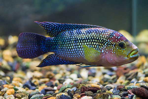 Pielęgnica niebieskołuska (Cichlasoma octofasciatum)