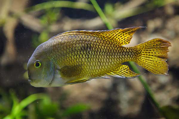 Pielęgnica nikaraguańska (Cichlasoma nicaraguense)