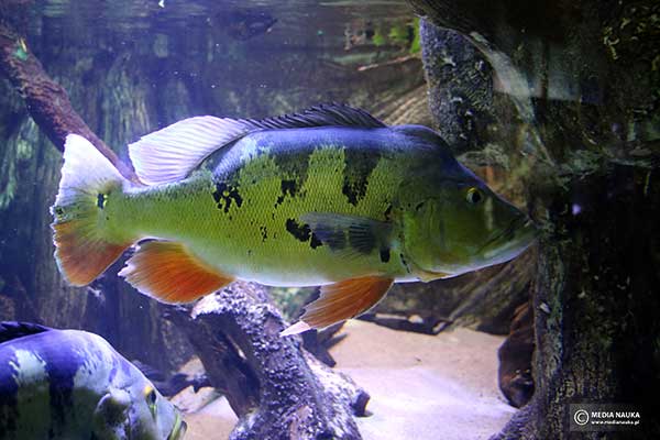  (Cichla monoculus)