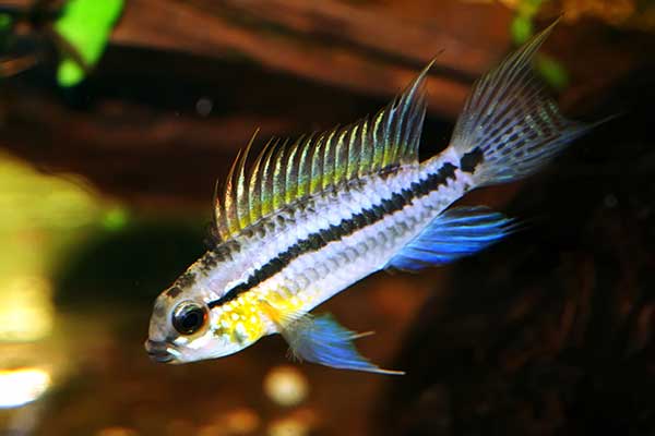 Pielęgniczka dwupasa (Apistogramma bitaeniata)