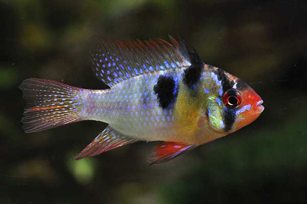 Pielęgniczka Ramireza (Mikrogeophagus ramirezi)