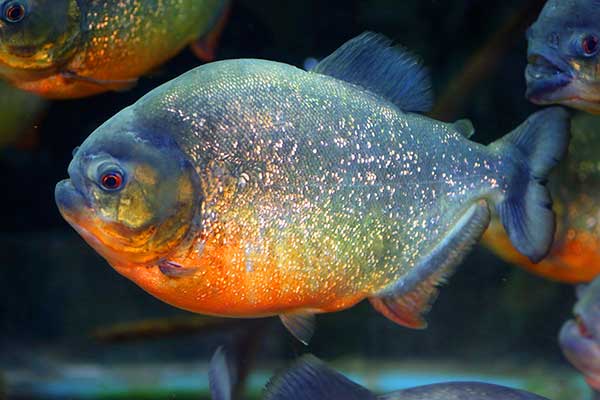 Pirania czerwona, pirania Natterera, pirania czarnoogonowa (Pygocentrus nattereri)