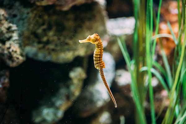 Pławikonik sargassowy (Hippocampus guttulatus)