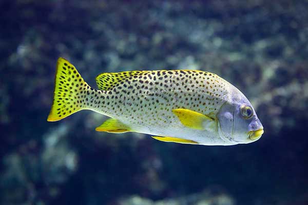 (Plectorhinchus gaterinus)