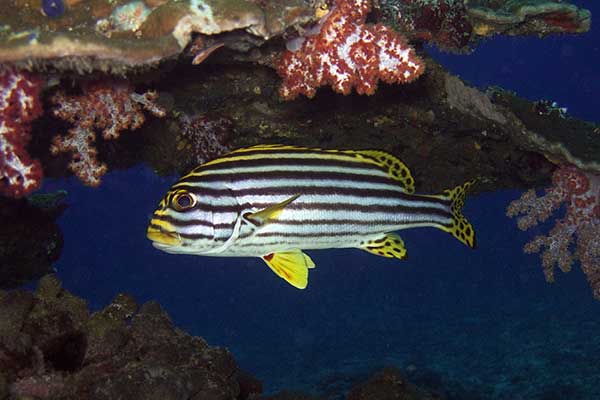 (Plectorhinchus vittatus)