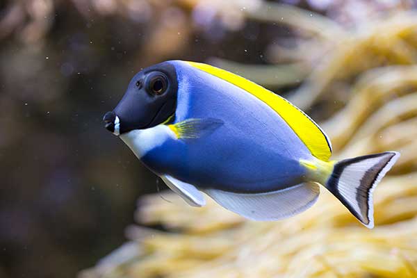 Pokolec białobrody (Acanthurus leucosternon)