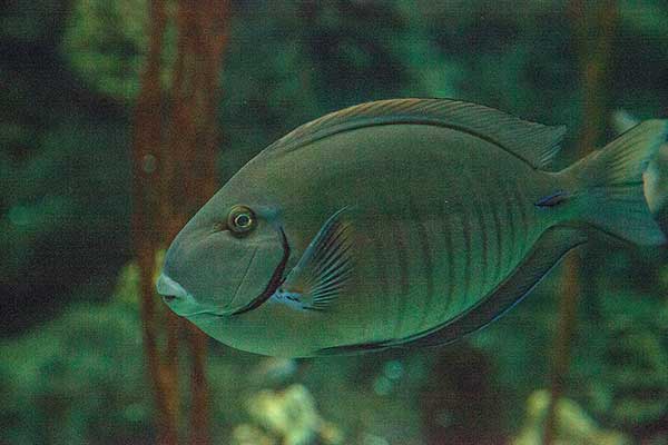 Pokolec chirurg (Acanthurus chirurgus)