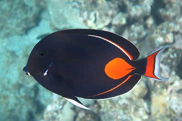 Pokolec czarny, pokolec Achillesa (Acanthurus achilles)