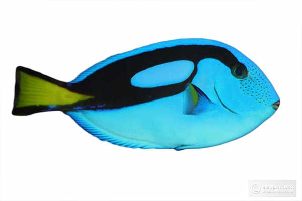 Pokolec królewski (Paracanthurus hepatus)