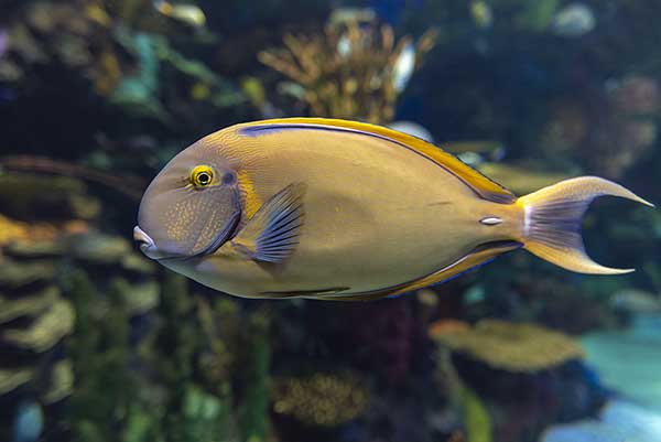 Pokolec liniowany (Acanthurus dussumieri)