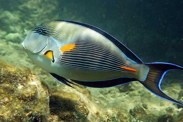 Pokolec szary (Acanthurus sohal)