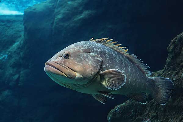 (Polyprion americanus)