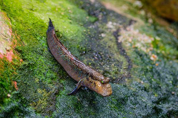 Poskoczek mułowy (Periophthalmus barbarus)