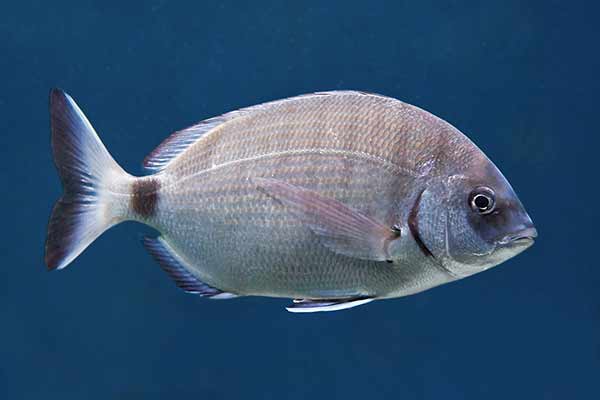 Prażma (Diplodus annularis)