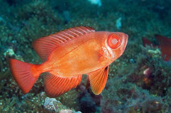 (Priacanthus blochii)