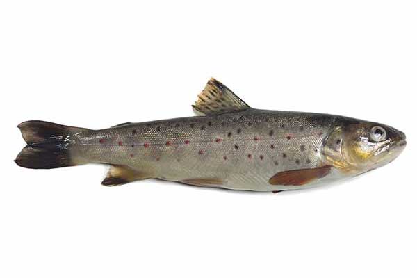 Pstrąg potokowy (Salmo trutta m. fario)