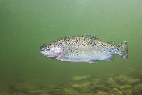 Pstrag tęczowy, tęczak (Oncorhynchus mykiss)