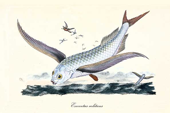 Ptaszor, ptaszor jaskółczy (Exocoetus volitans)