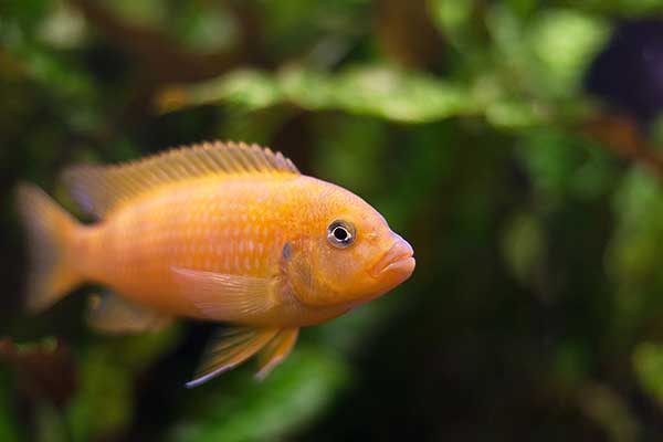 Pyszczak lombardzki (Pseudotropheus lombardoi)