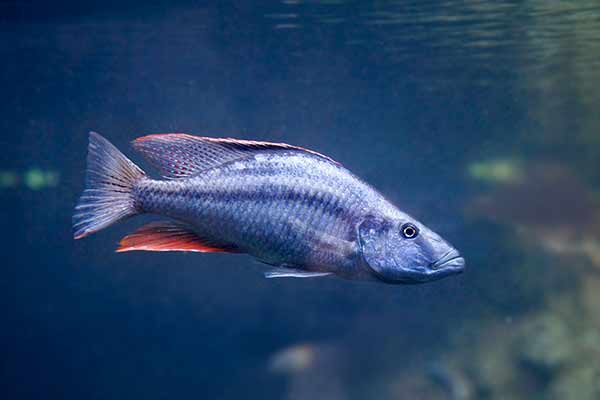 Pyszczak płaskogłowy (Dimidiochromis compressiceps)