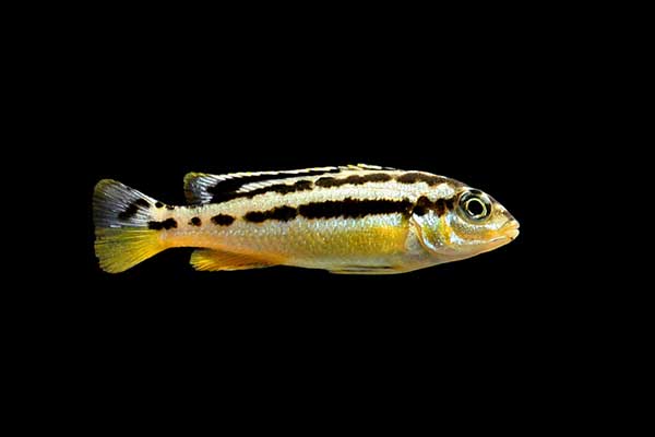 Pyszczak złocisty (Melanochromis auratus)