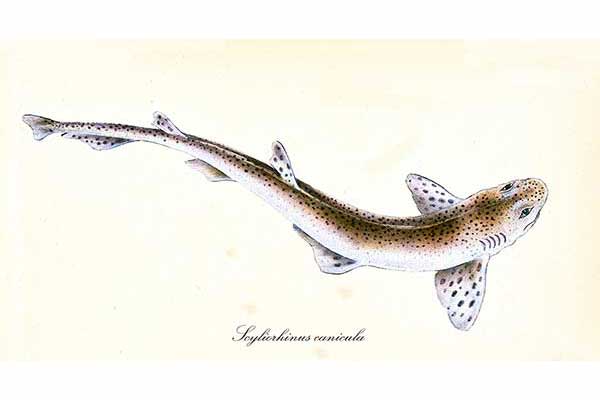 Rekinek, rekinek psi (Scyliorhinus canicula)