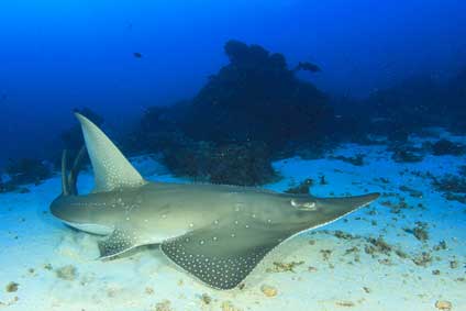 (Rhinobatos albomaculatus)