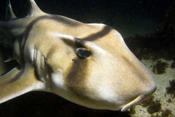 Rogatek z Port Jackson (Heterodontus portusjacksoni)