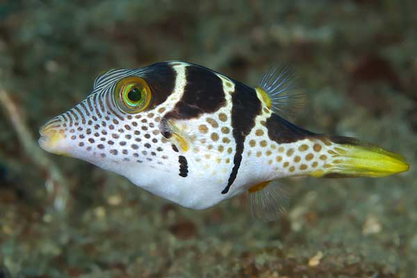 Rozdymka walentynka, rozdymka pasiasta (Canthigaster valentini)