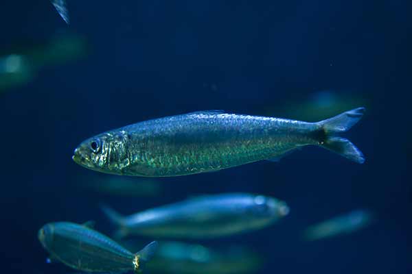 Sardynka europejska (Sardina pilchardus)