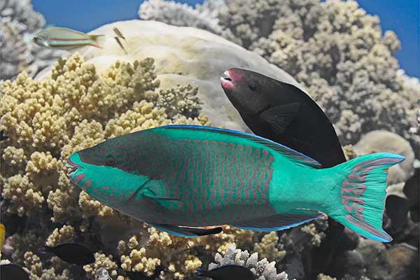 (Scarus frenatus)