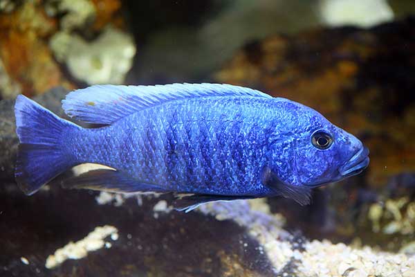 (Sciaenochromis fryeri)