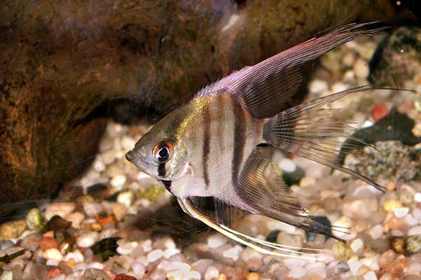 Skalar, żaglowiec skalar (Pterophyllum scalare)