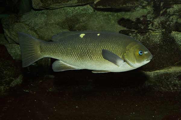 Skubacz kalifornijski (Girella nigricans)