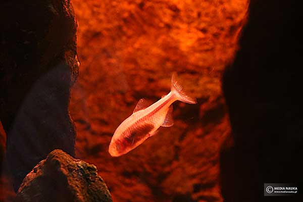 Ślepczyk jaskiniowy, ślepiec jaskiniowy (Astyanax mexicanus)
